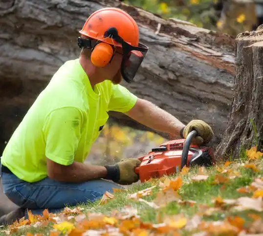 tree services Byron